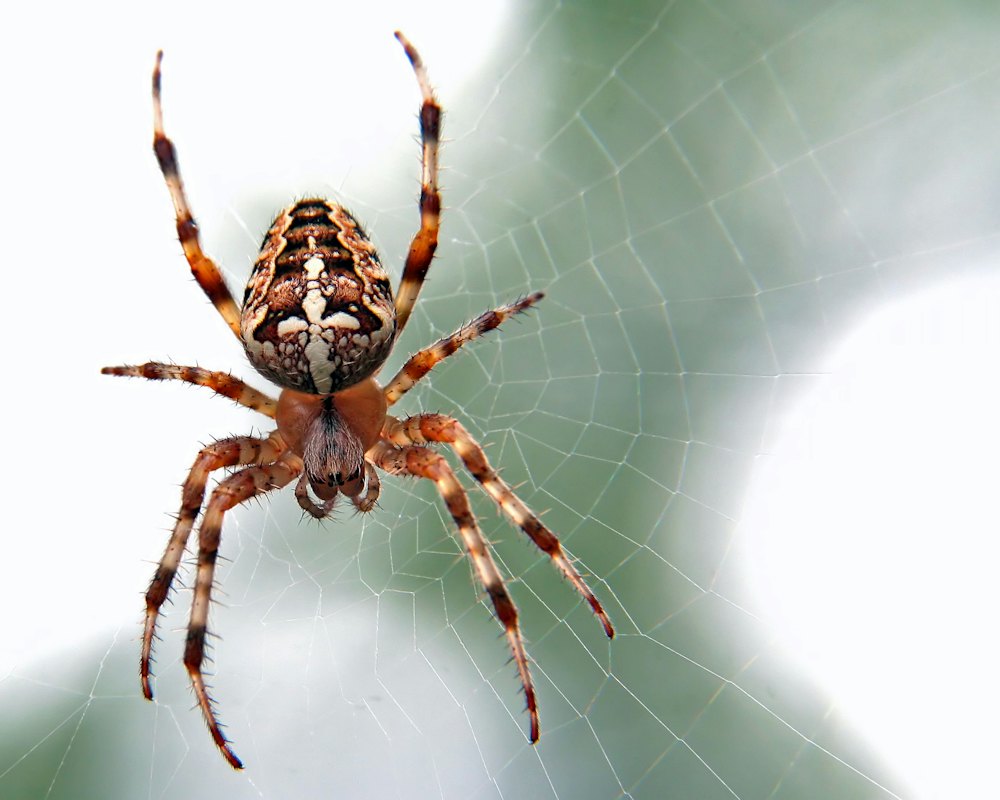 Close-up of a spider in its web (stock photo)