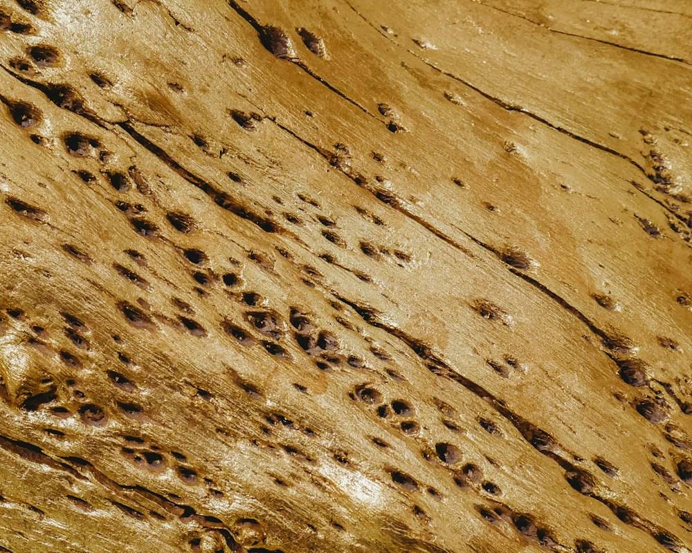 Timber surface damaged by boring insects (stock photo)